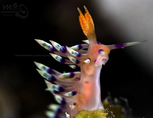 FLABELINA by Mona Dienhart 